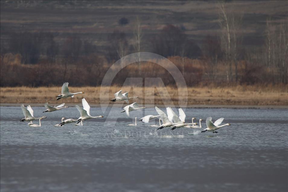 Lake Van hosts hundreds of bird species in winter