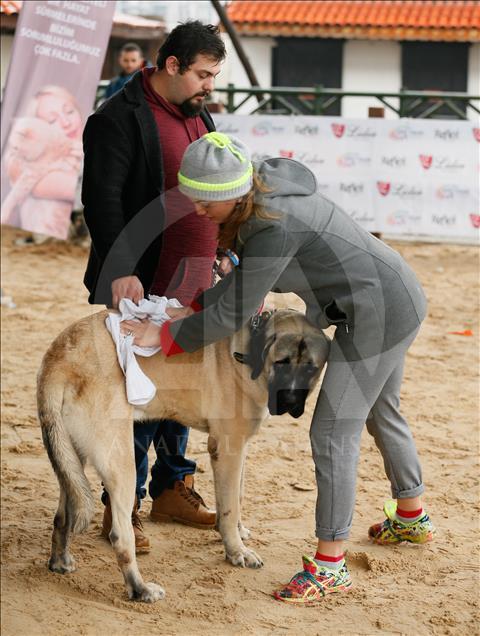 Köpeklerin "Uluslararası Irk Standartları" yarışı
