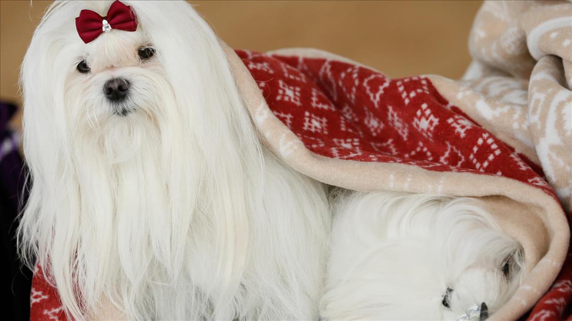 Köpeklerin "Uluslararası Irk Standartları" yarışı