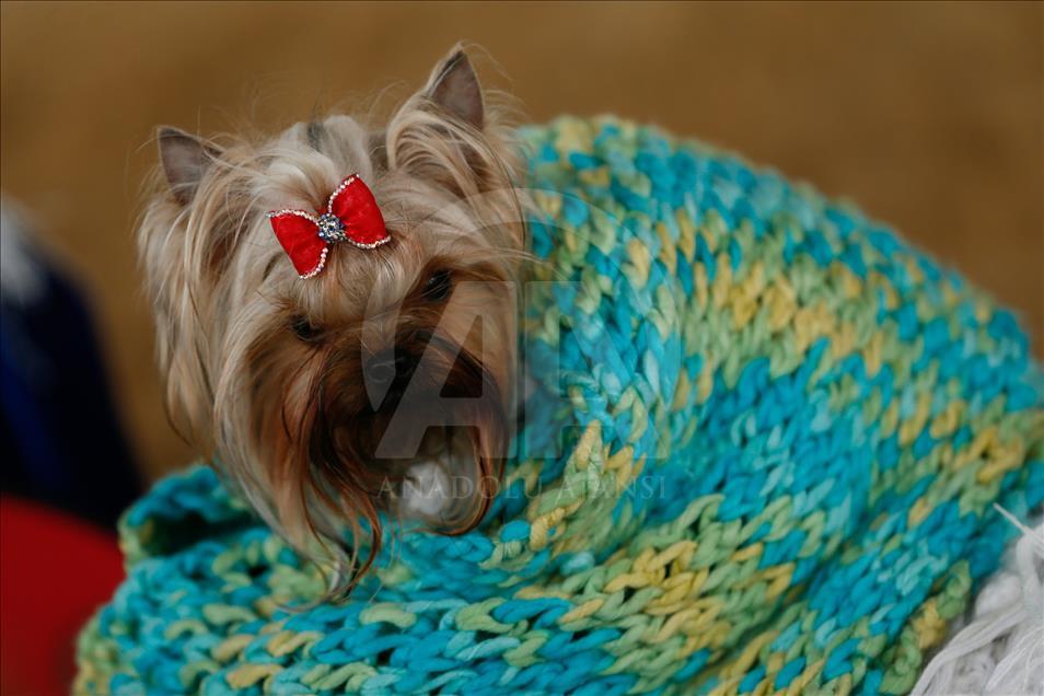 Köpeklerin "Uluslararası Irk Standartları" yarışı