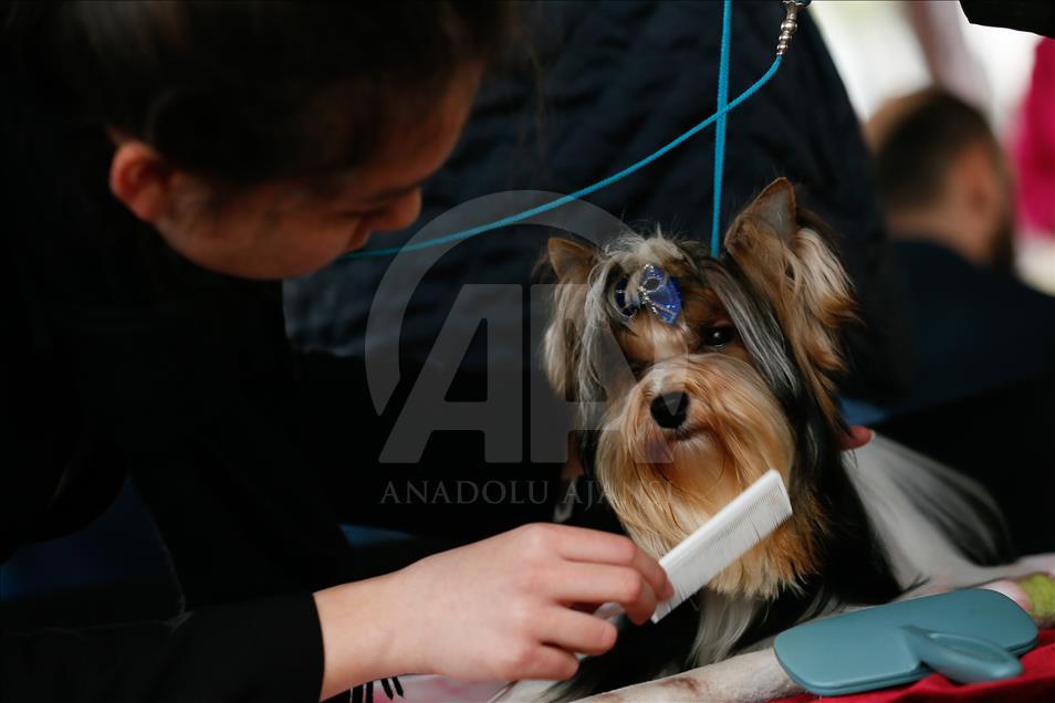 Köpeklerin "Uluslararası Irk Standartları" yarışı