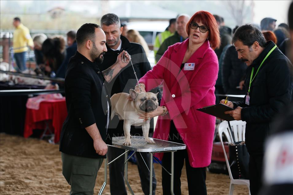 Köpeklerin "Uluslararası Irk Standartları" yarışı