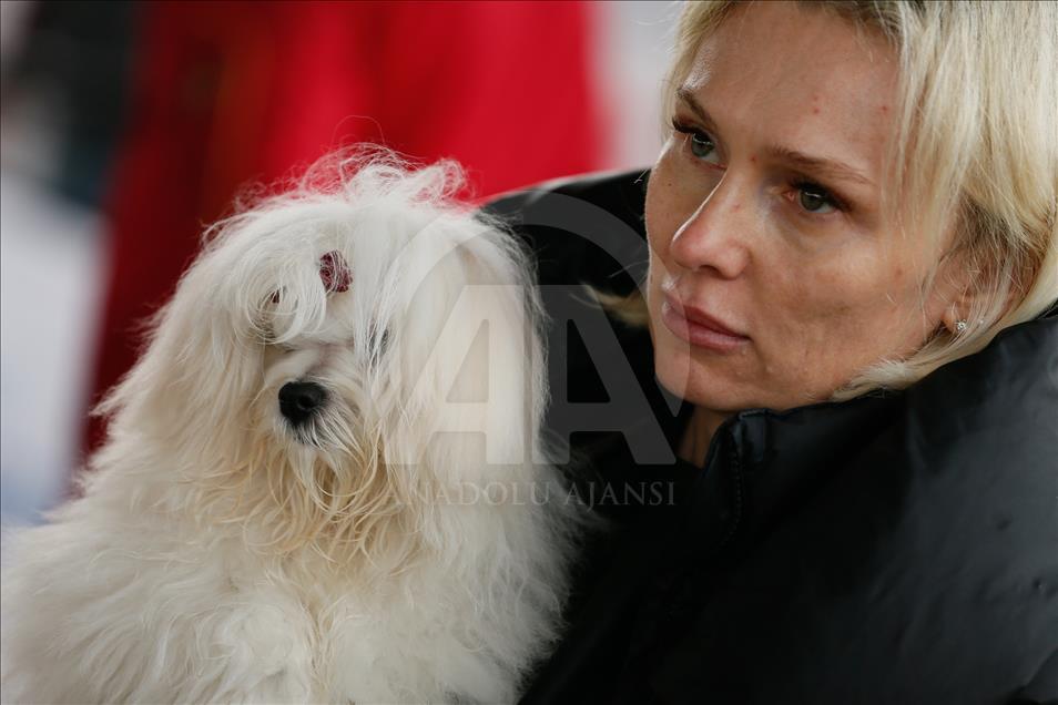 Köpeklerin "Uluslararası Irk Standartları" yarışı