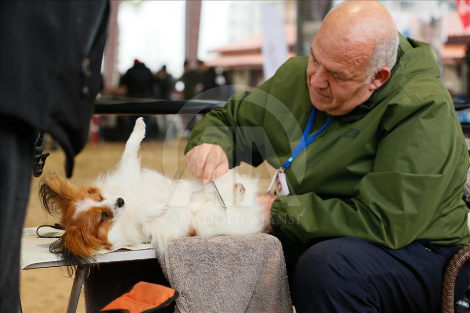 Köpeklerin "Uluslararası Irk Standartları" yarışı