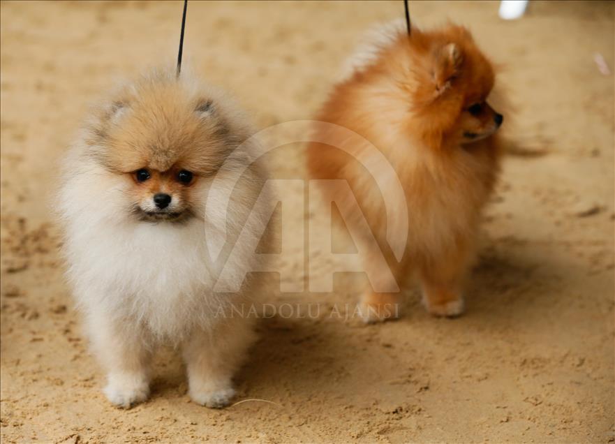 Köpeklerin "Uluslararası Irk Standartları" yarışı