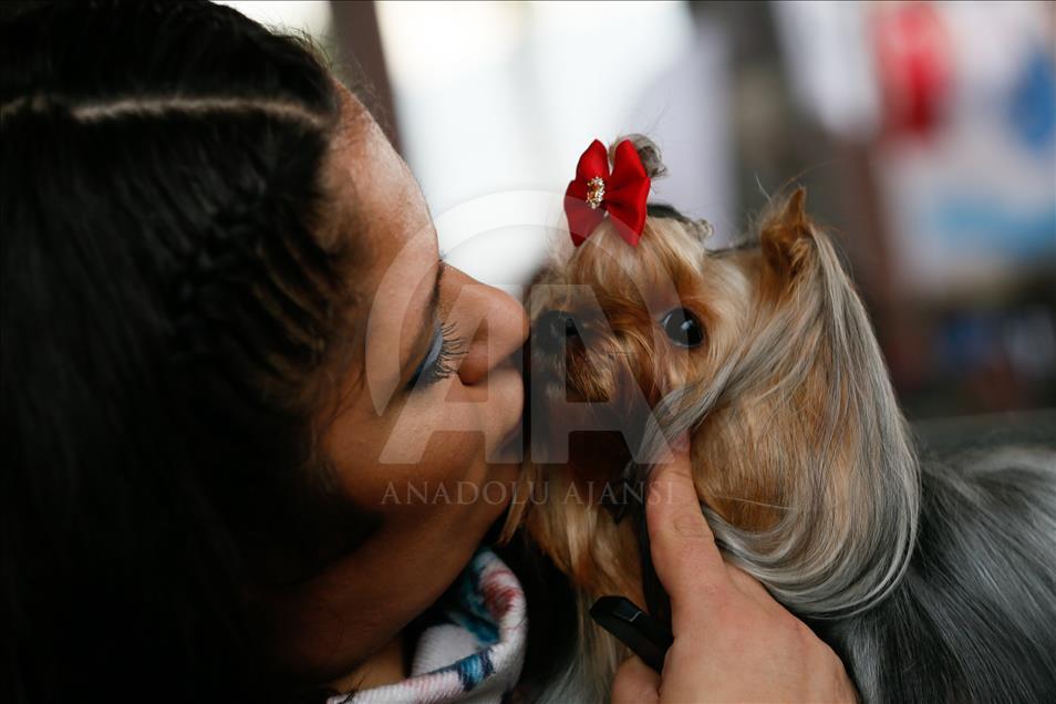 Köpeklerin "Uluslararası Irk Standartları" yarışı