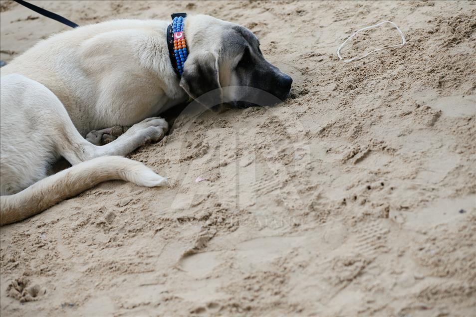 Köpeklerin "Uluslararası Irk Standartları" yarışı