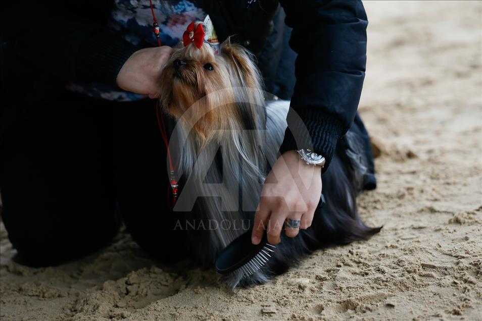 Köpeklerin "Uluslararası Irk Standartları" yarışı