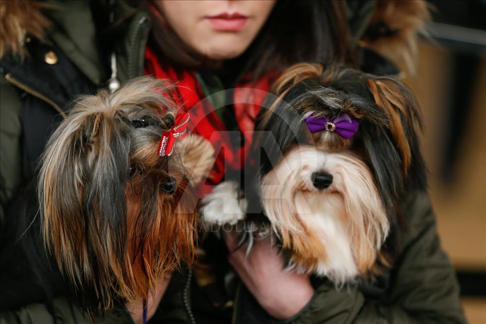 Köpeklerin "Uluslararası Irk Standartları" yarışı