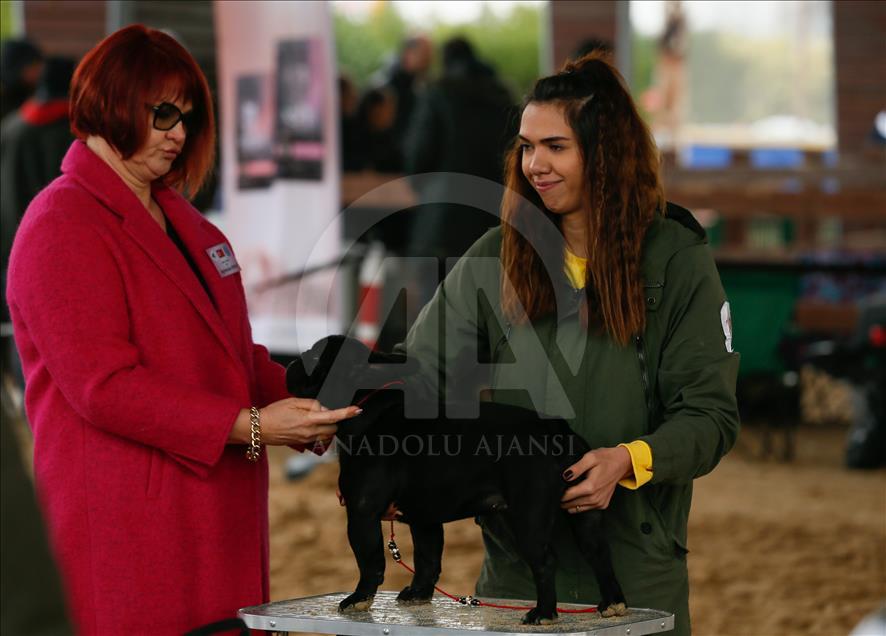 Köpeklerin "Uluslararası Irk Standartları" yarışı