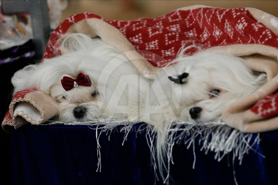 Köpeklerin "Uluslararası Irk Standartları" yarışı