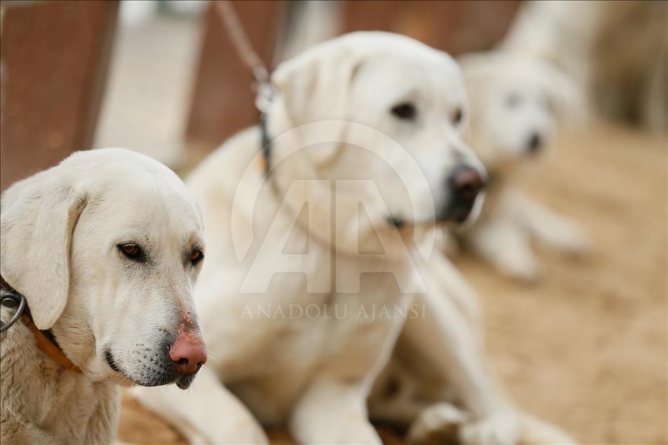 Köpeklerin "Uluslararası Irk Standartları" yarışı