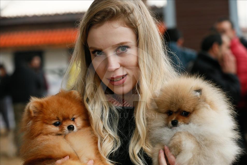 Köpeklerin "Uluslararası Irk Standartları" yarışı