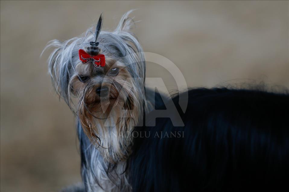 Köpeklerin "Uluslararası Irk Standartları" yarışı