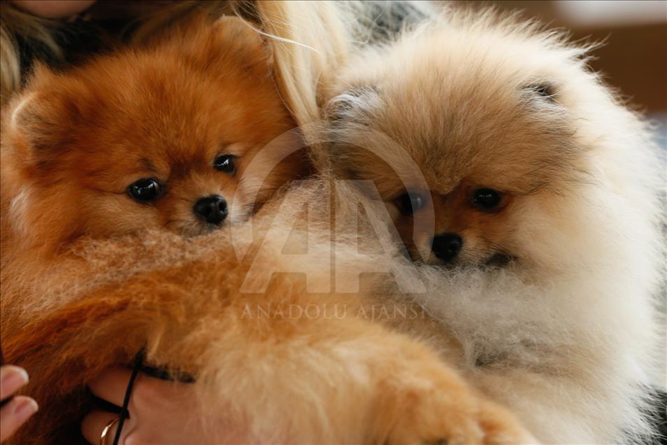 Köpeklerin "Uluslararası Irk Standartları" yarışı