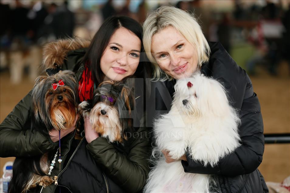Köpeklerin "Uluslararası Irk Standartları" yarışı