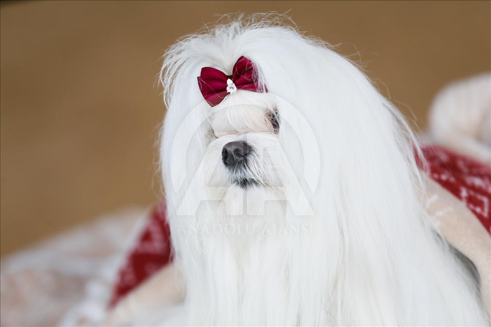 Köpeklerin "Uluslararası Irk Standartları" yarışı