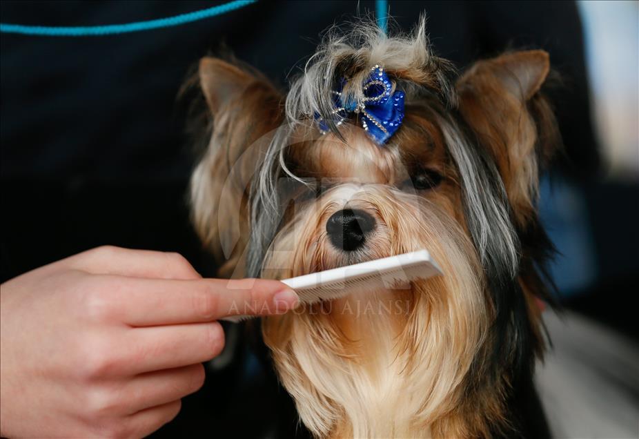 Köpeklerin "Uluslararası Irk Standartları" yarışı