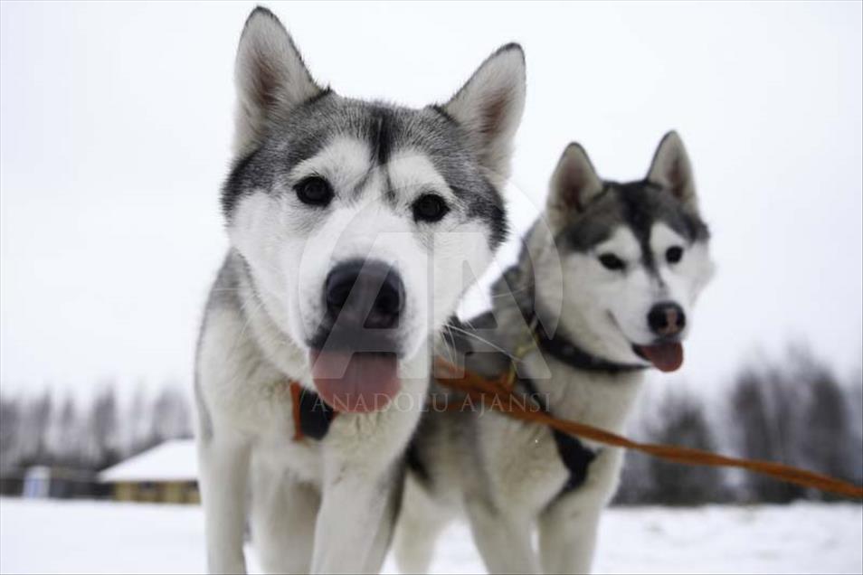 Husky siberianos hacen felices a niños y adultos en Rusia