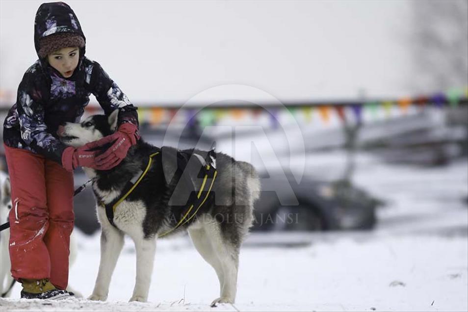 Husky siberianos hacen felices a niños y adultos en Rusia