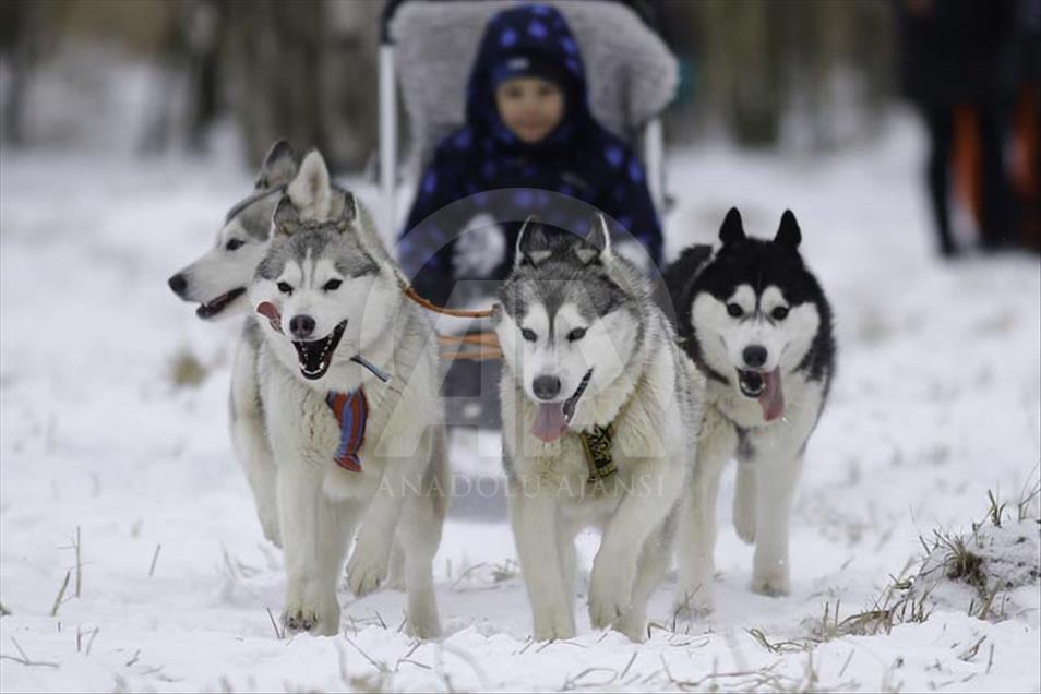 Husky siberianos hacen felices a niños y adultos en #Rusia