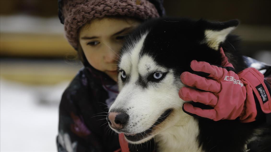 Heartwarming Siberian Huskies attract people in Russia