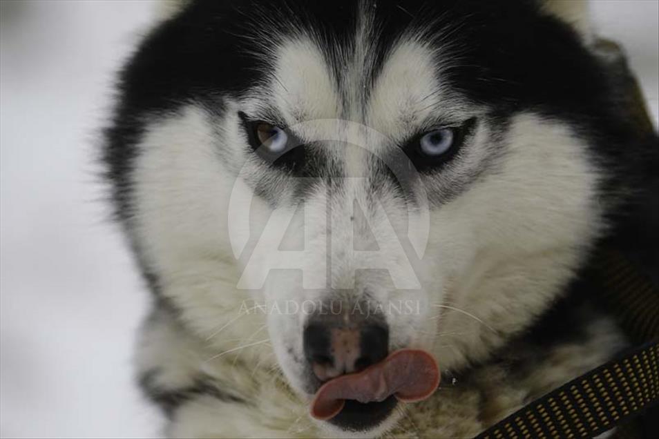 Husky siberianos hacen felices a niños y adultos en Rusia