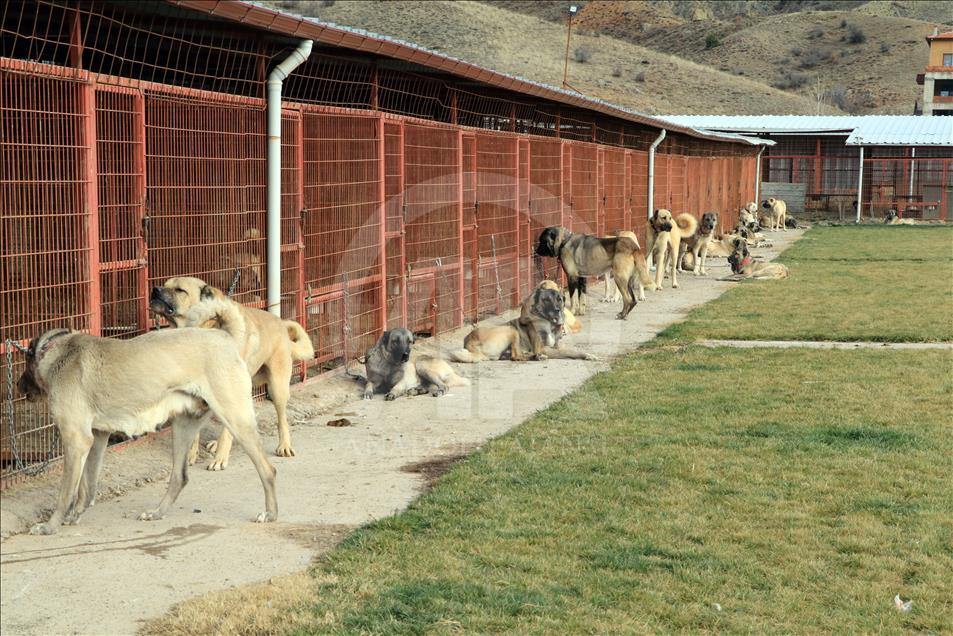 In dog-eat-dog world, Turkish breeds come on top