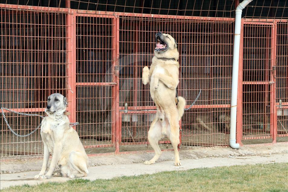 In dog-eat-dog world, Turkish breeds come on top