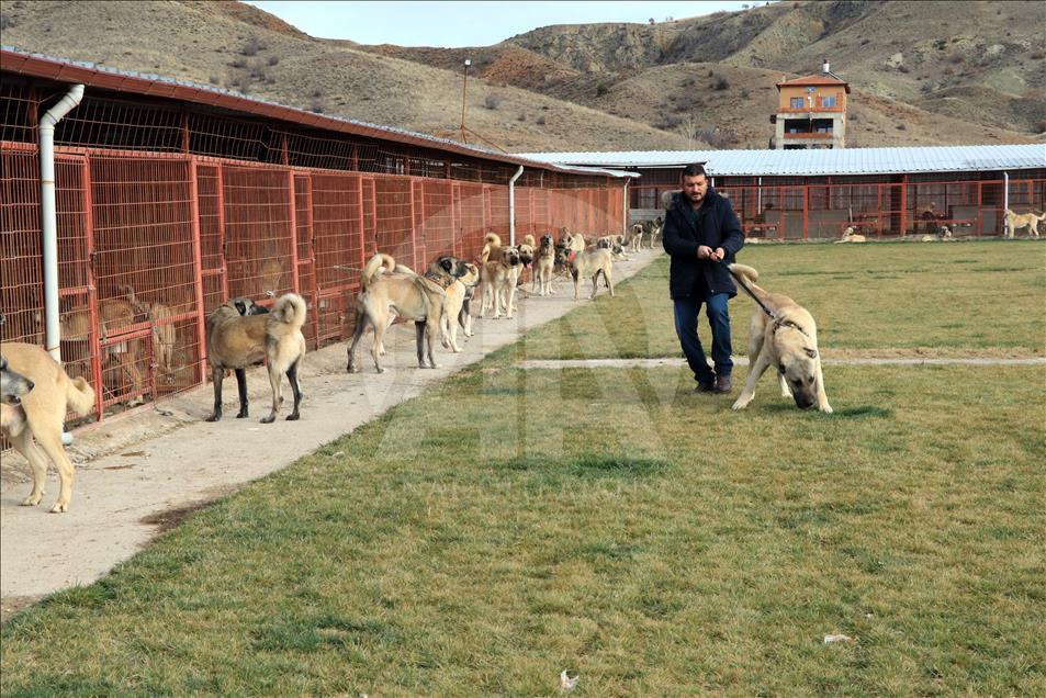 In dog-eat-dog world, Turkish breeds come on top