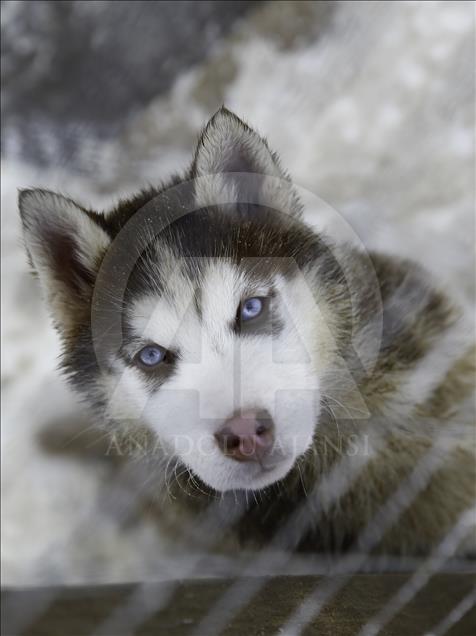 Heartwarming Siberian Huskies attract people in Russia