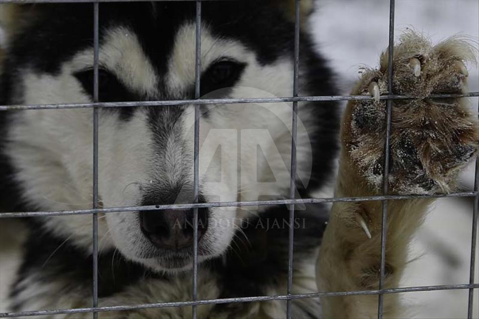 Husky siberianos hacen felices a niños y adultos en Rusia