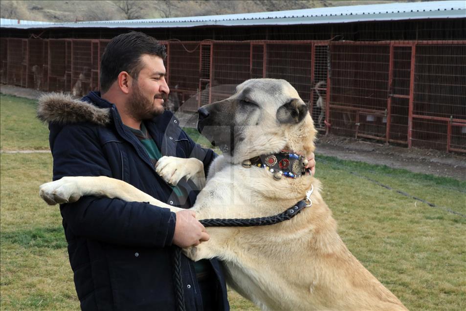 In dog-eat-dog world, Turkish breeds come on top