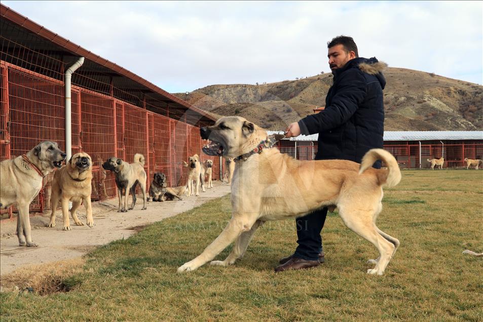 In dog-eat-dog world, Turkish breeds come on top