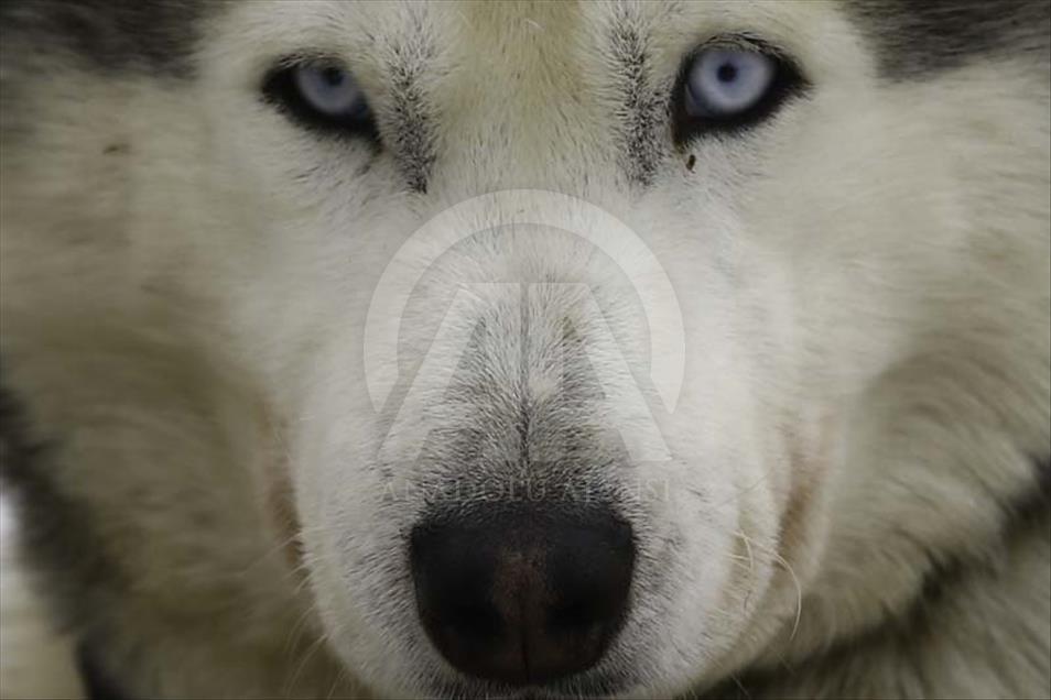 Husky siberianos hacen felices a niños y adultos en Rusia