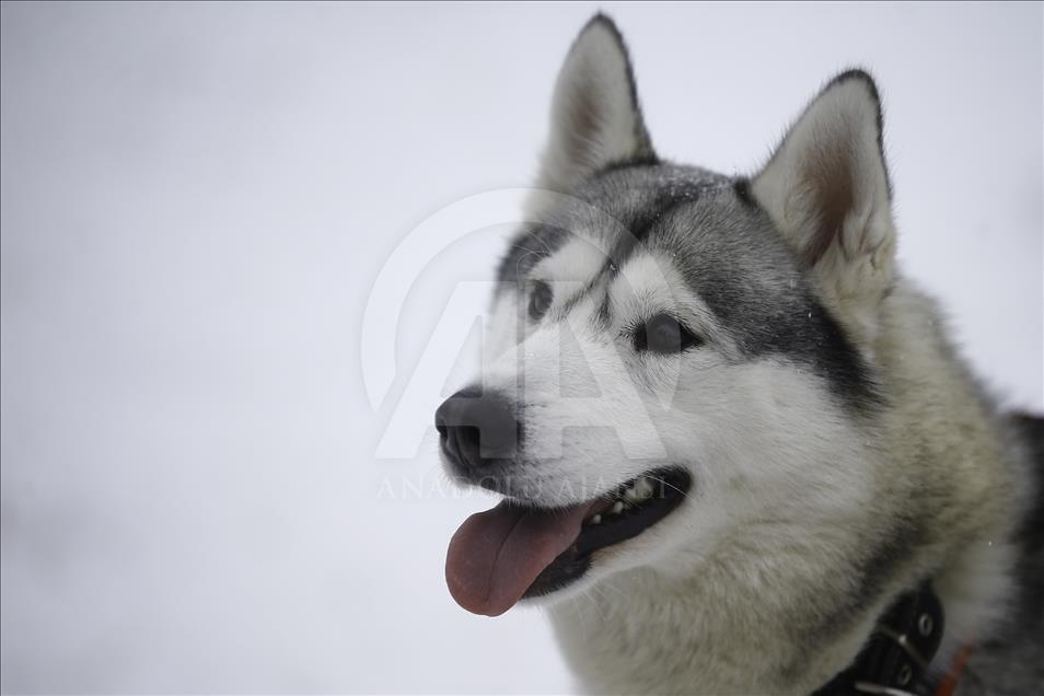 Heartwarming Siberian Huskies attract people in Russia