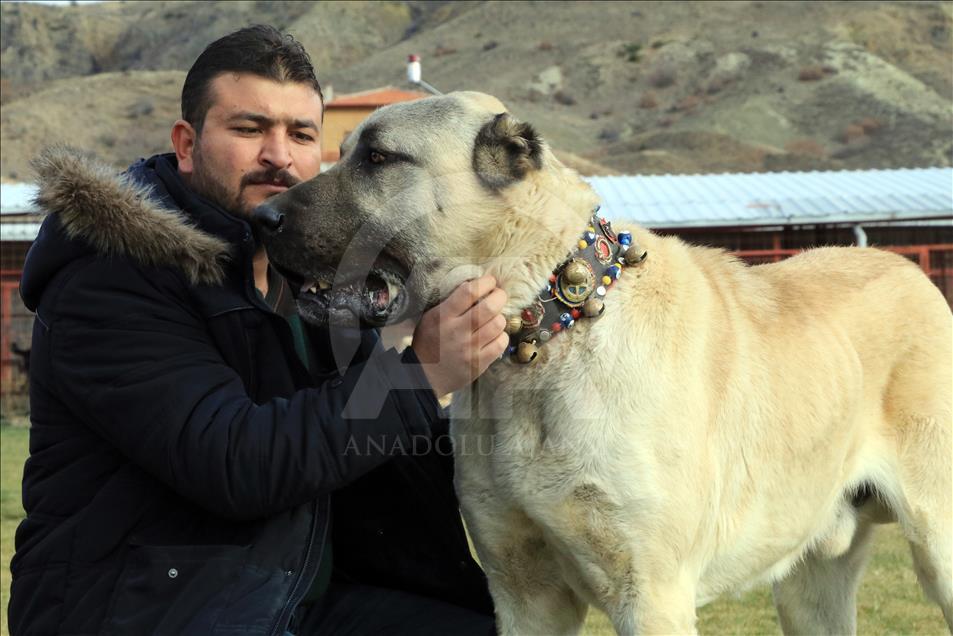 In dog-eat-dog world, Turkish breeds come on top