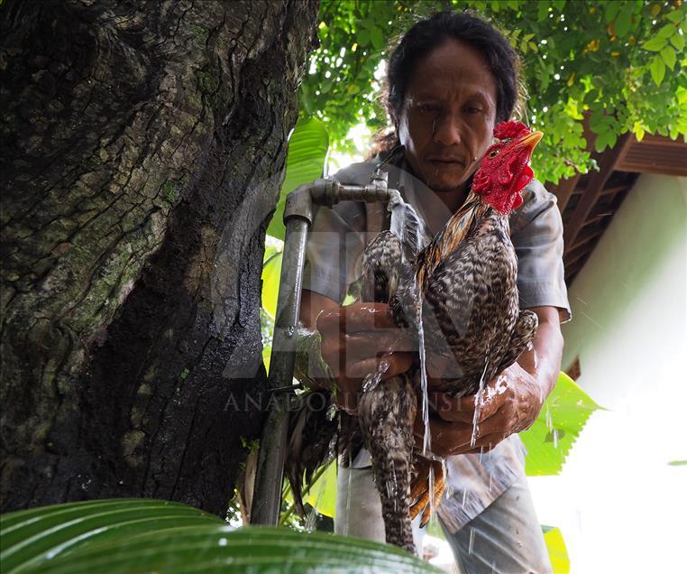 Tajen, budaya sabung ayam di Bali