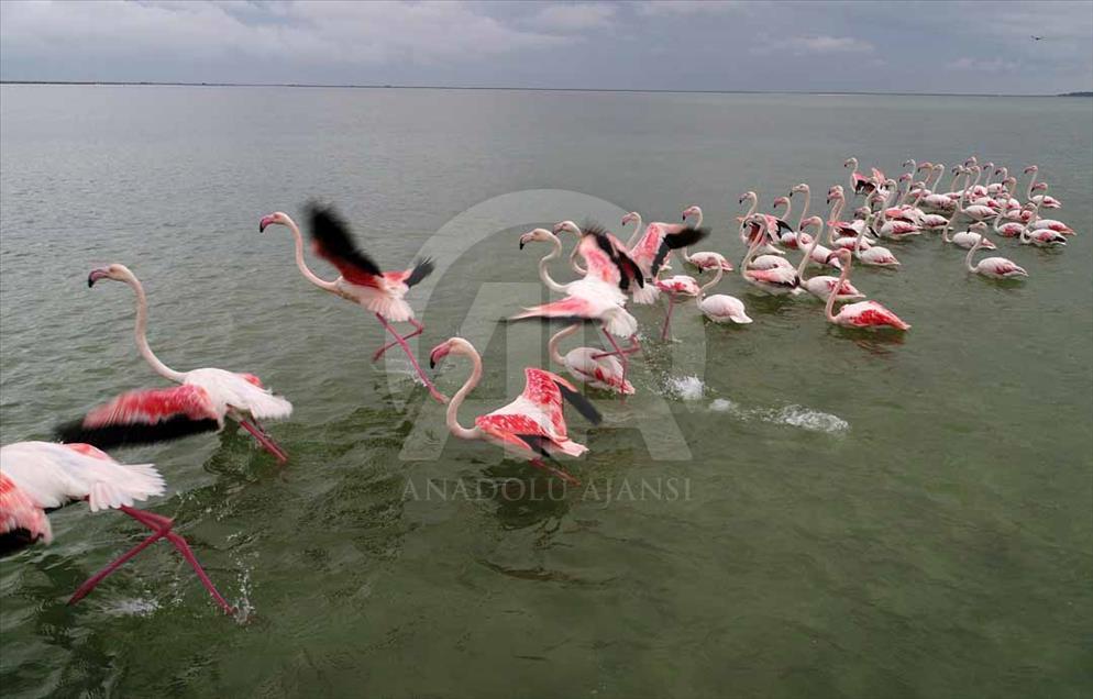 Cukurova, el municipio turco que es el paraíso de las aves migratorias