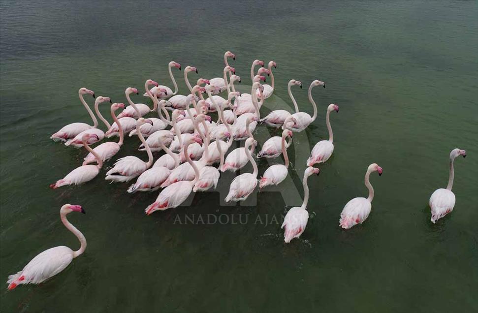 Cukurova, el municipio turco que es el paraíso de las aves migratorias