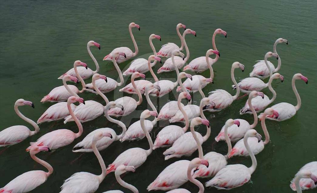 Cukurova, el municipio turco que es el paraíso de las aves migratorias