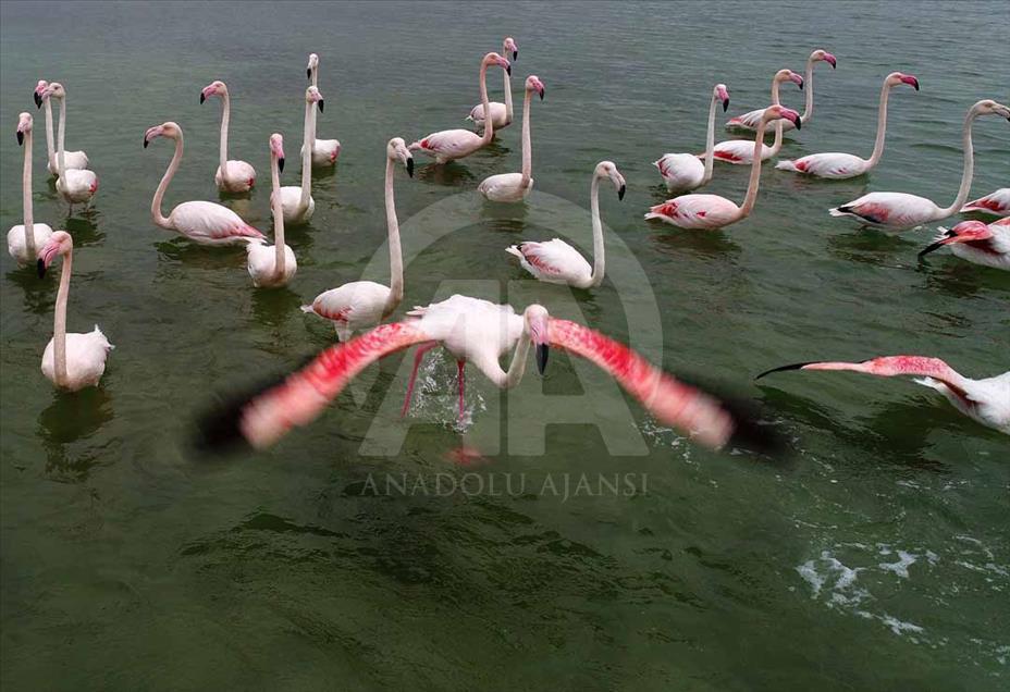 Cukurova, el municipio turco que es el paraíso de las aves migratorias