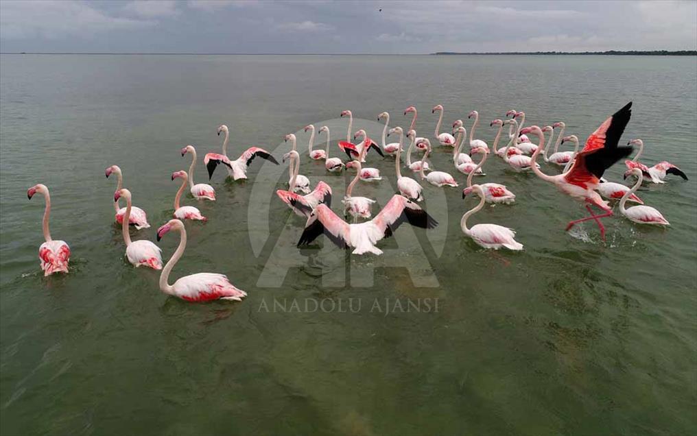 Cukurova, el municipio turco que es el paraíso de las aves migratorias