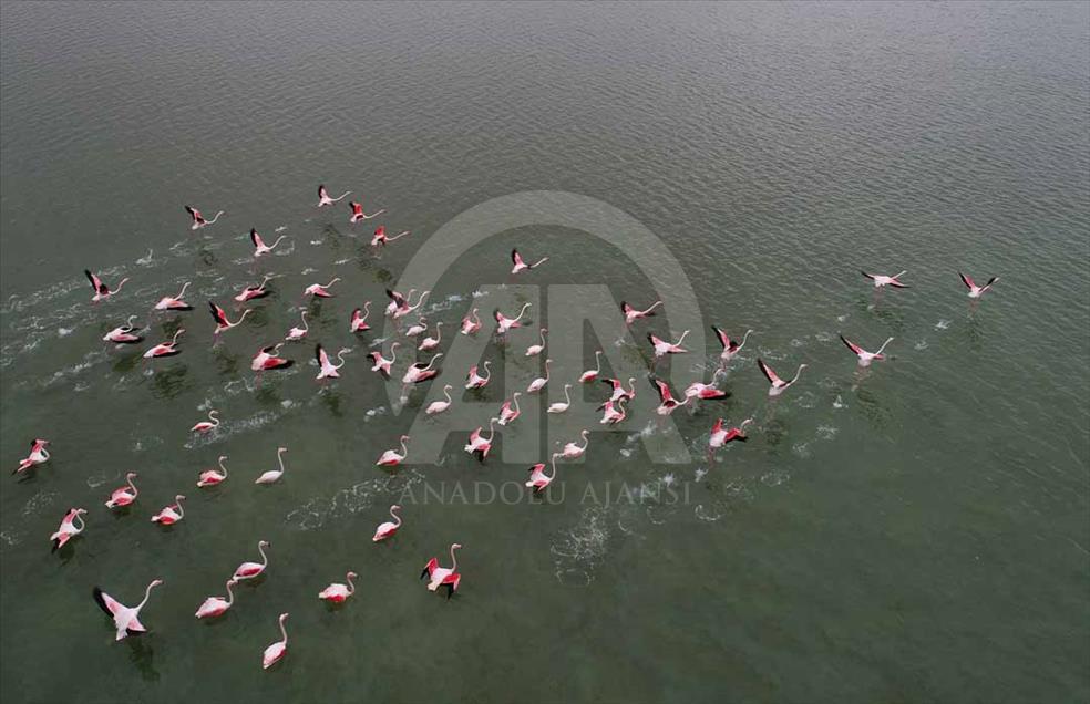 Cukurova, el municipio turco que es el paraíso de las aves migratorias