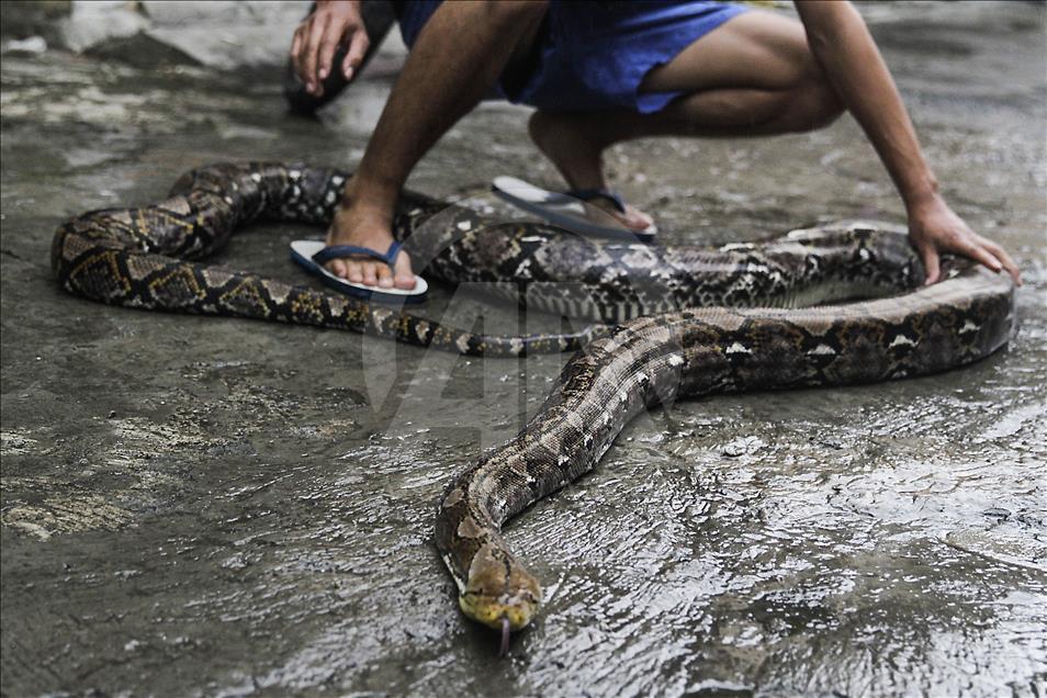 Endonezya'da evcilleştirilen yabani hayvanlar