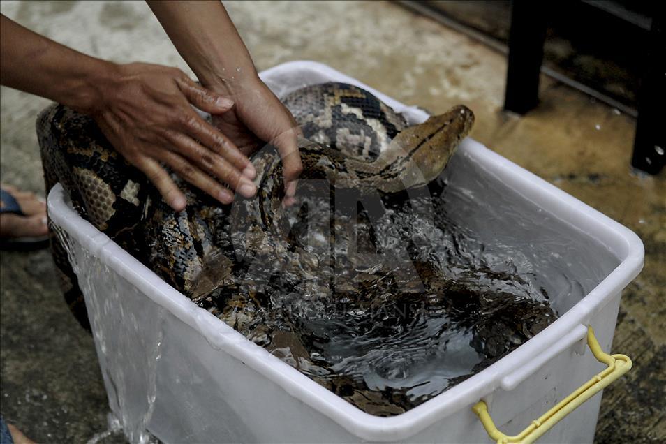 Endonezya'da evcilleştirilen yabani hayvanlar