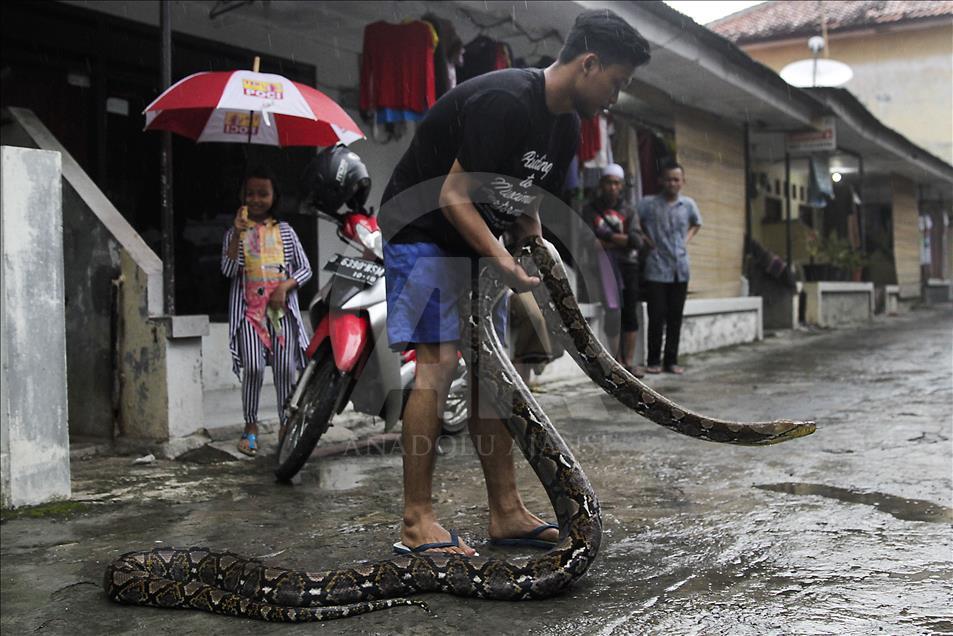 Endonezya'da evcilleştirilen yabani hayvanlar