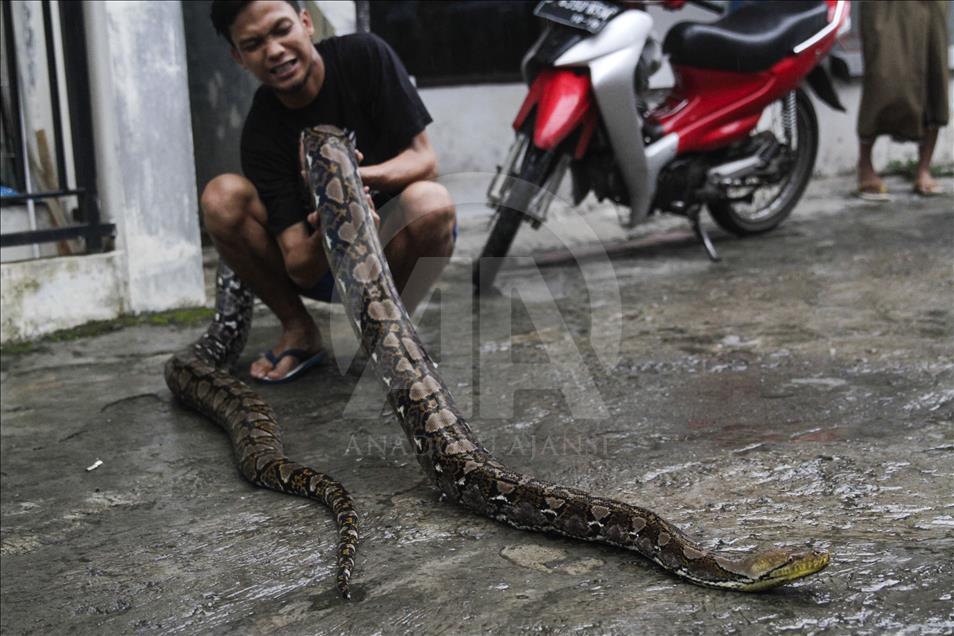Endonezya'da evcilleştirilen yabani hayvanlar