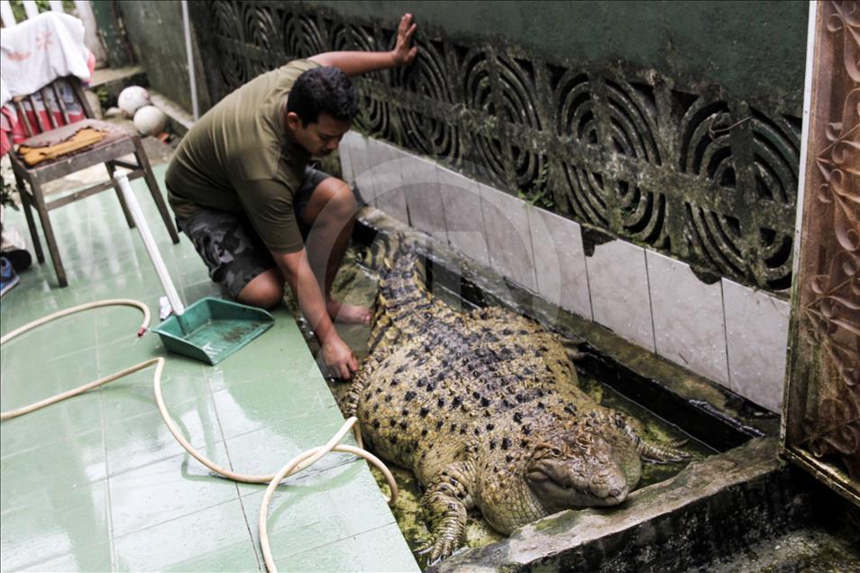 Endonezya'da evcilleştirilen yabani hayvanlar