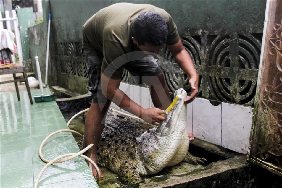 Endonezya'da evcilleştirilen yabani hayvanlar